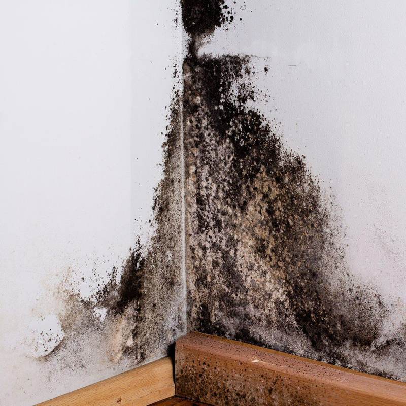 Heavy black mold growth spreading across a Texas wall corner closeup