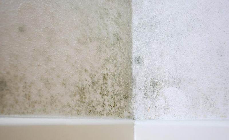 Mold and mildew staining on a Texas wall from moisture damage